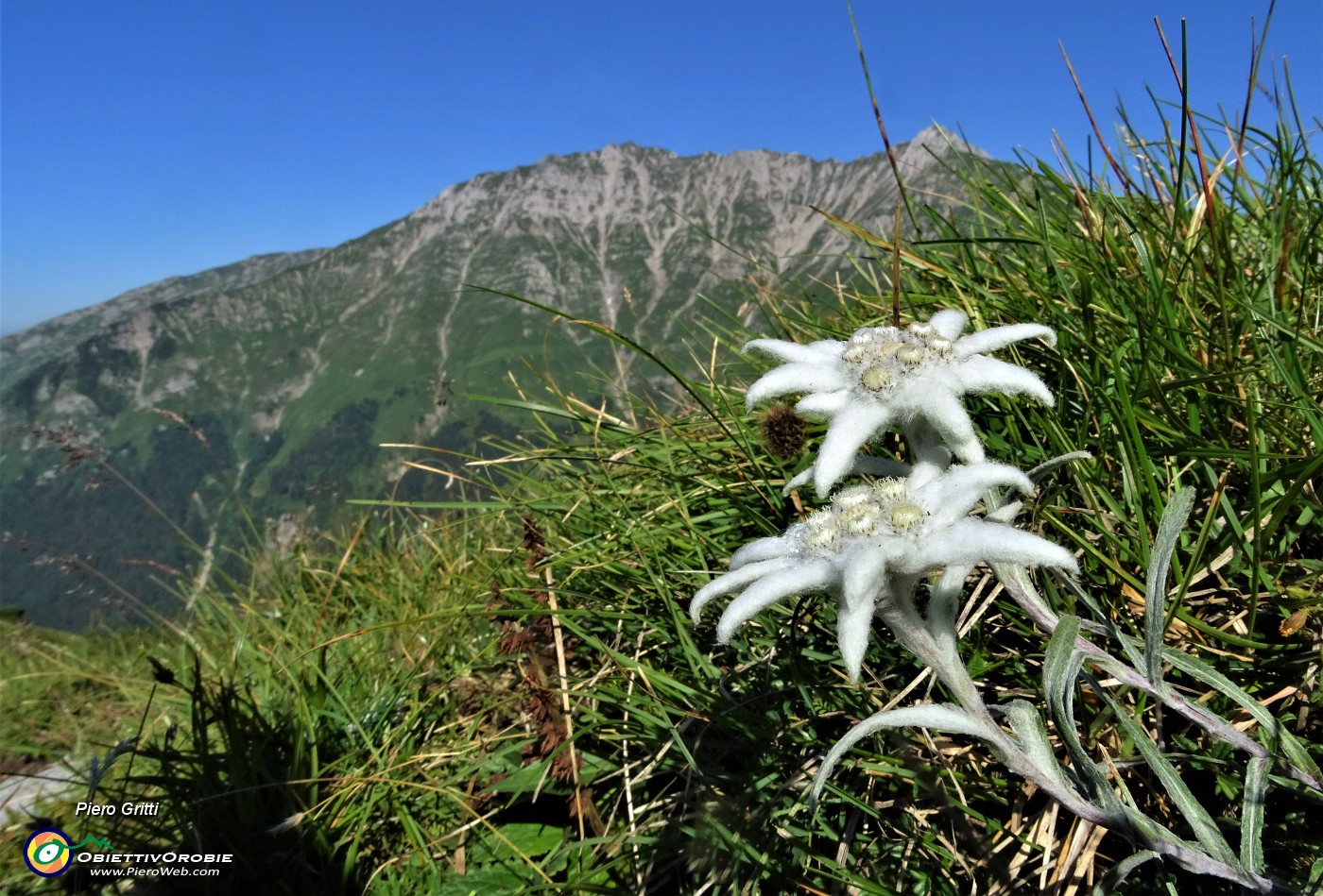18 Stelle alpine (Leontopodium alpinum) per il Menna.JPG -                                